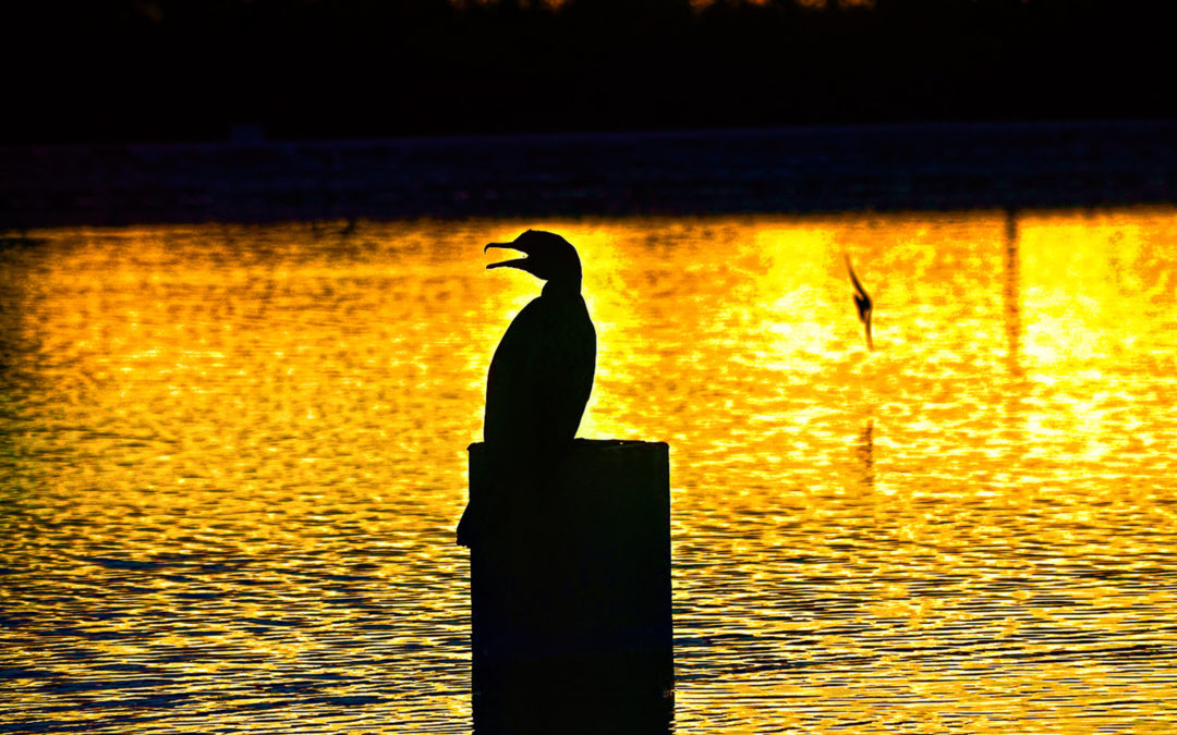 Granada Park: An Avian Oasis in the Heart of Phoenix