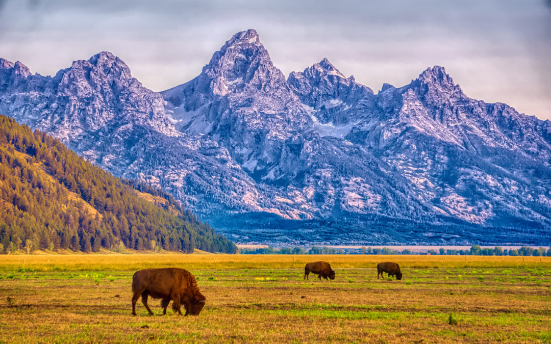 Buffalo Sunrise: Grand Teton National Park