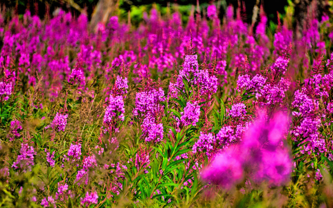 Follow the Fireweed