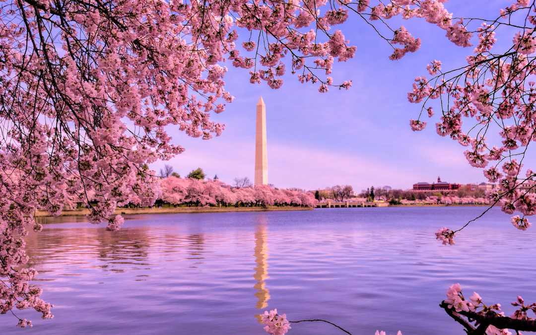 Blossoms by the Billions: Photographing the Cherry Blossoms in Washington D.C.