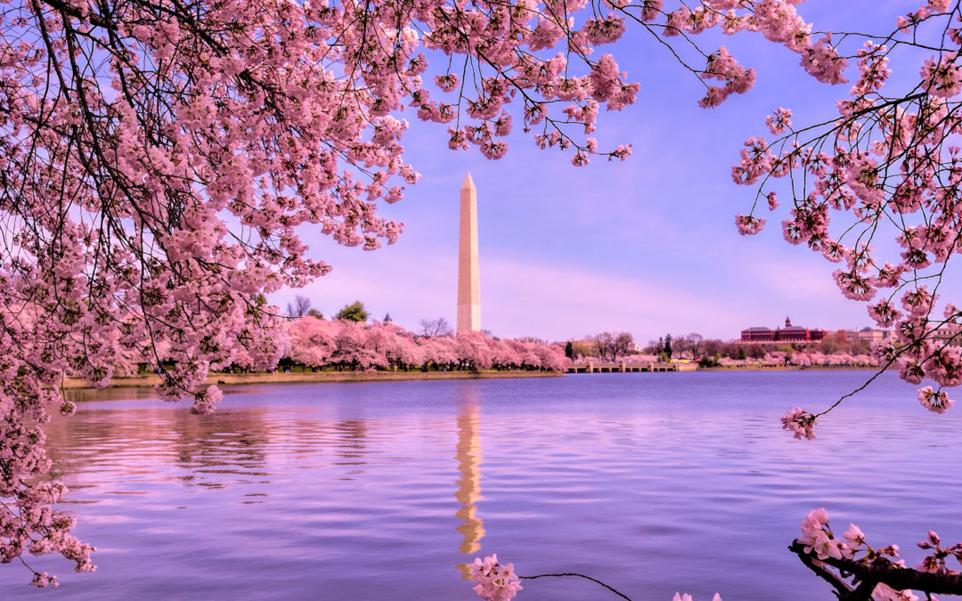 18 of the best cherry blossom trees - Gardens Illustrated