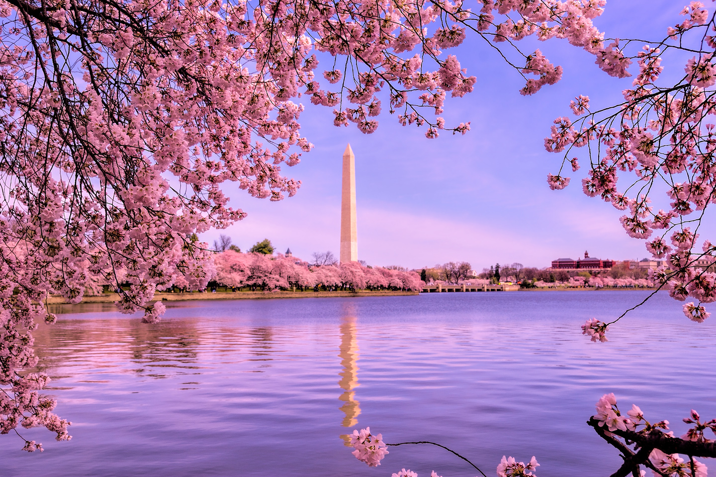 From the blue of the Tidal Basin water to the pink of a blooming