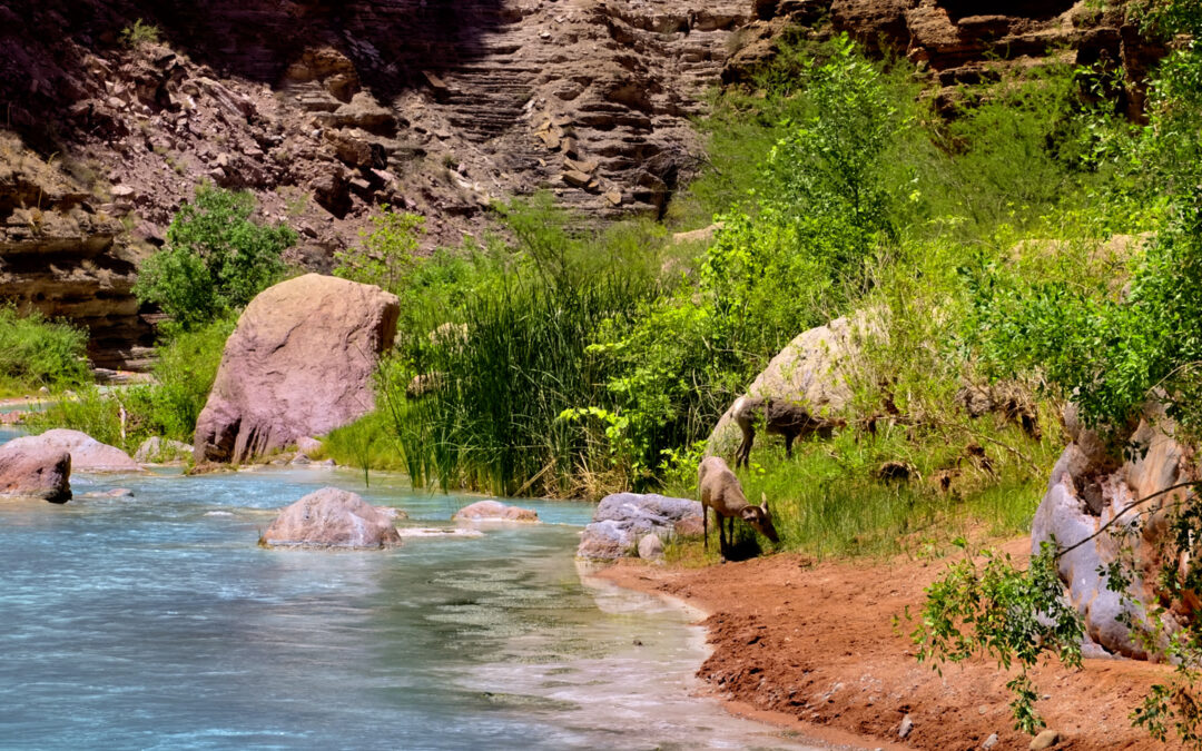 Grand Canyon Rafting: Day 5: A Picnic on Havasu Creek